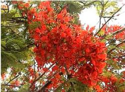 Bursts of colour