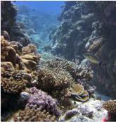 Pristine Takutea reef