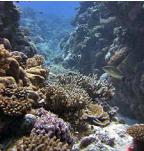Pristine Takutea reef