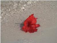 Flower on beach