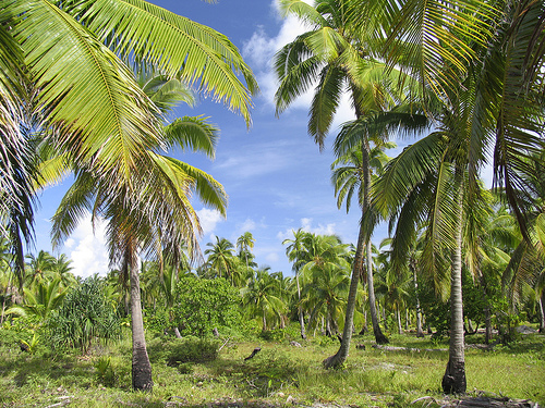 Aitutaki palm trees
