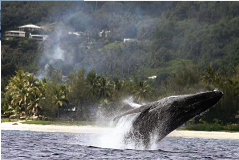 Whales swim close to shore off the Cook Islands
